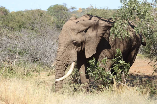 Afrikanischer Elefant African Elephant Loxodonta Africana — 스톡 사진