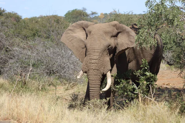 Afrikanischer Elefant African Elephant Loxodonta Africana — стокове фото