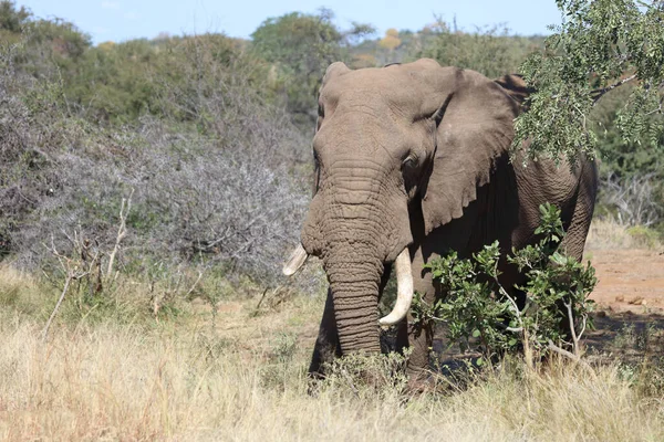Afrikanischer Elefant African Elephant Loxodonta Africana — 스톡 사진