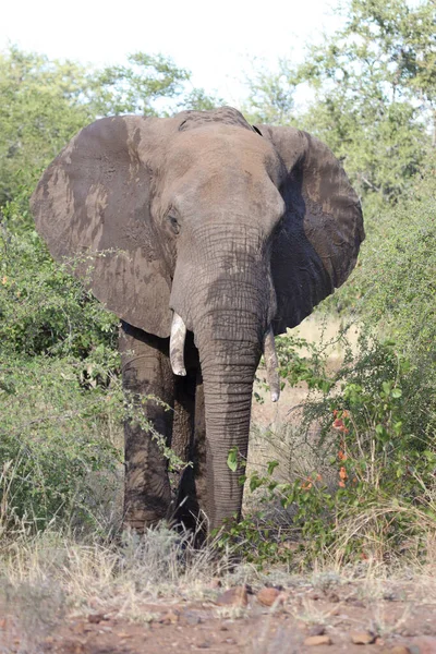 Afrikanischer Elefant Αφρικανικός Ελέφαντας Loxodonta Africana — Φωτογραφία Αρχείου