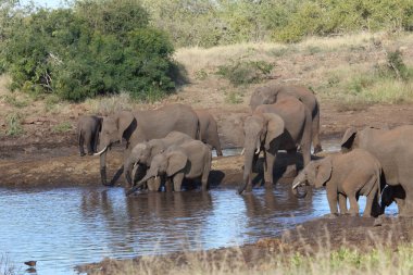 Afrikanischer Elefant / African elephant / Loxodonta africana