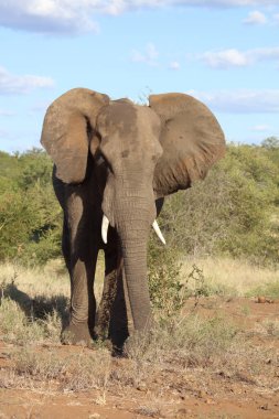 Afrikanischer Elefant / African elephant / Loxodonta africana