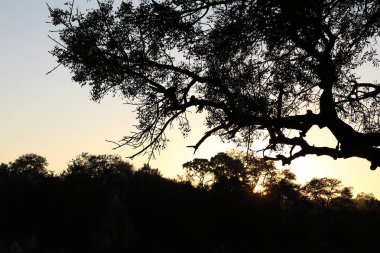 Afrikanischer Busch / African Bush /