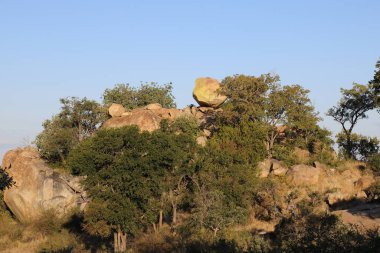 Afrikanischer Busch / African Bush /