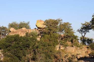 Afrikanischer Busch / African Bush /