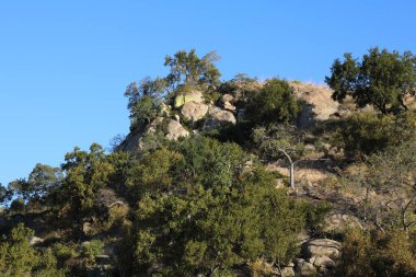 Afrikanischer Busch / African Bush /