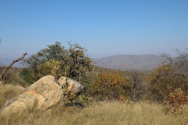 Afrikanischer Busch / African Bush /