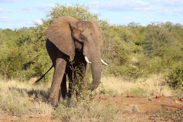 Afrikanischer Elefant African Elephant Loxodonta Africana — Foto de Stock