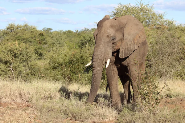 Afrikanischer Elefant African Elephant Loxodonta Africana — Stock fotografie