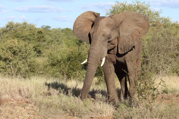 Afrikanischer Elefant Αφρικανικός Ελέφαντας Loxodonta Africana — Φωτογραφία Αρχείου