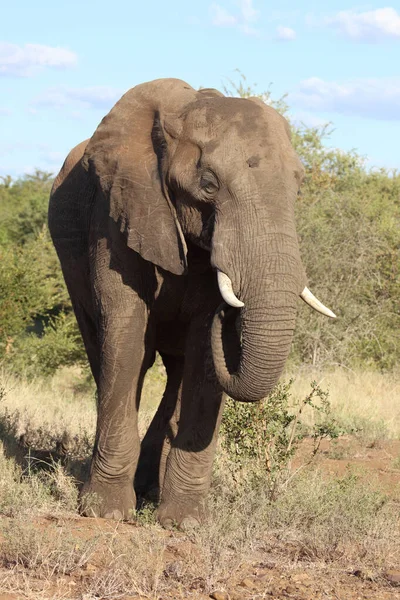 Afrikanischer Elefant Αφρικανικός Ελέφαντας Loxodonta Africana — Φωτογραφία Αρχείου