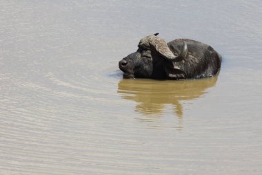 African Buffalo / Syncerus caffer