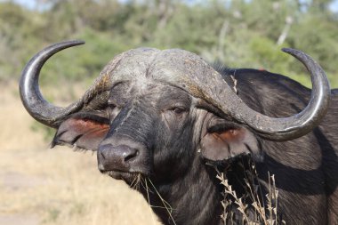 African Buffalo / Syncerus caffer