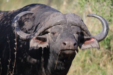African Buffalo / Syncerus caffer
