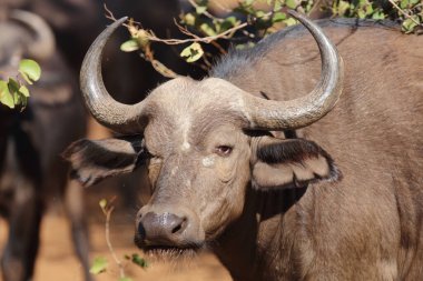 African Buffalo / Syncerus caffer