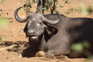 African Buffalo / Syncerus caffer