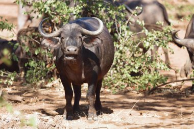 African Buffalo / Syncerus caffer