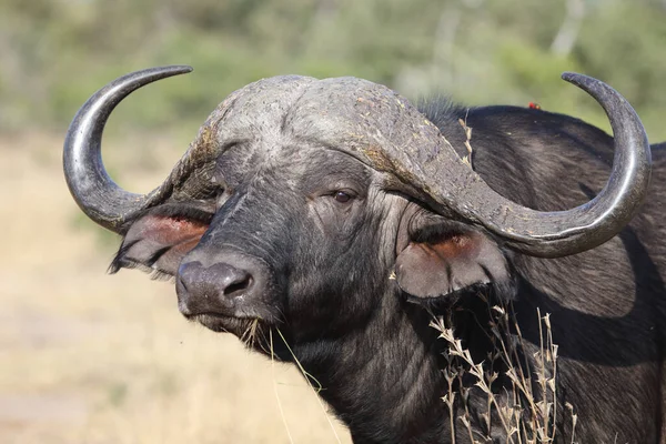 African Buffalo Syncerus Caffer — Photo