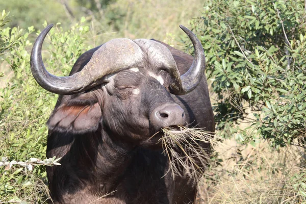 African Buffalo Syncerus Caffer — Photo