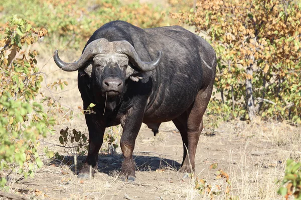 African Buffalo Syncerus Caffer — Photo