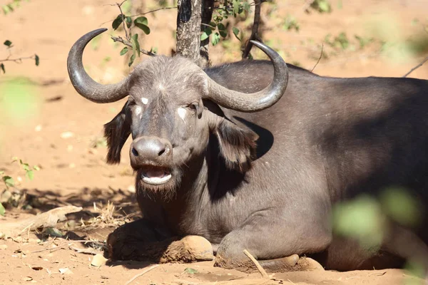 African Buffalo Syncerus Caffer — Stock Fotó