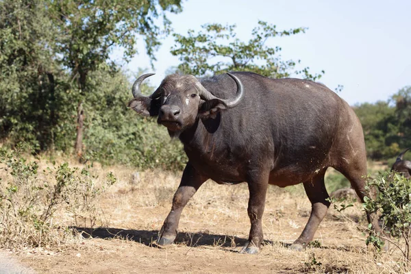 African Buffalo Syncerus Caffer — Photo