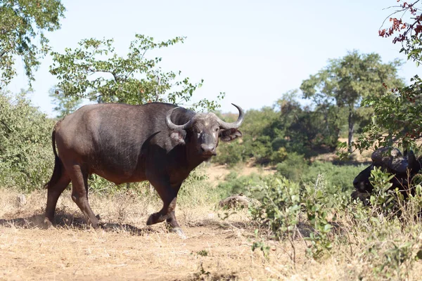 African Buffalo Syncerus Caffer — Photo