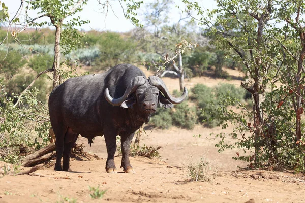 African Buffalo Syncerus Caffer — Photo