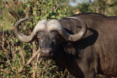 African Buffalo / Syncerus caffer