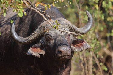 African Buffalo / Syncerus caffer
