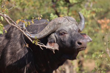 African Buffalo / Syncerus caffer