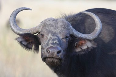 African Buffalo / Syncerus caffer