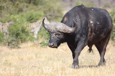 African Buffalo / Syncerus caffer