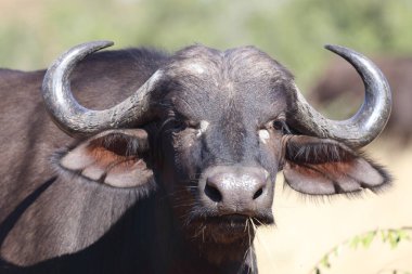 African Buffalo / Syncerus caffer