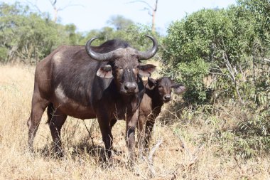 African Buffalo / Syncerus caffer