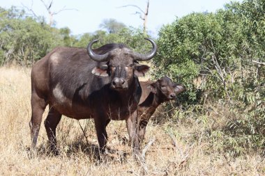 African Buffalo / Syncerus caffer