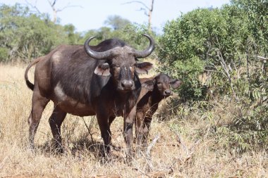 African Buffalo / Syncerus caffer