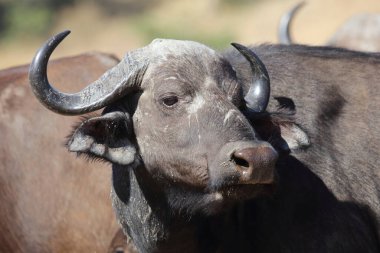African Buffalo / Syncerus caffer
