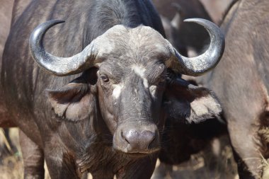 African Buffalo / Syncerus caffer