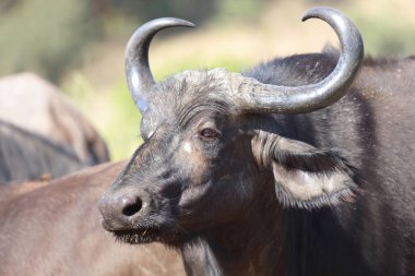 African Buffalo / Syncerus caffer