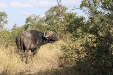 African Buffalo / Syncerus caffer