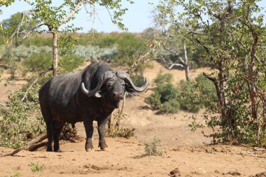 African Buffalo / Syncerus caffer