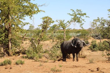African Buffalo / Syncerus caffer