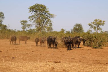 African Buffalo / Syncerus caffer
