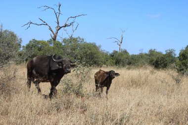 African Buffalo / Syncerus caffer