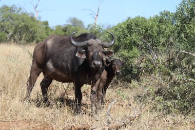 African Buffalo / Syncerus caffer