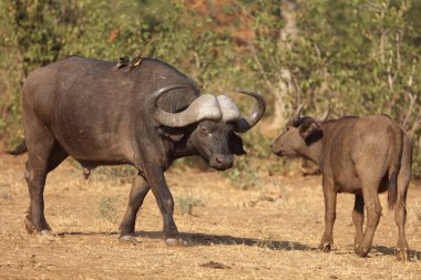 Buffalo and Yellow-billed oxpecker / Syncerus caffer et Buphagus africanus