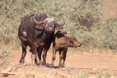 Buffalo and Yellow-billed oxpecker / Syncerus caffer et Buphagus africanus