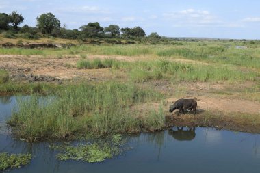 Buffalo and Cattle Egret in Sabie River / Syncerus caffer et Bubulcus ibis 