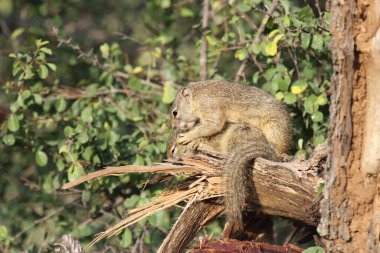 Tree squirrel / Paraxerus Cepapi